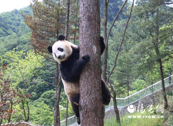 在秦岭大熊猫佛坪救护繁育研究基地，大熊猫爬树秀功夫    吴彦峰摄