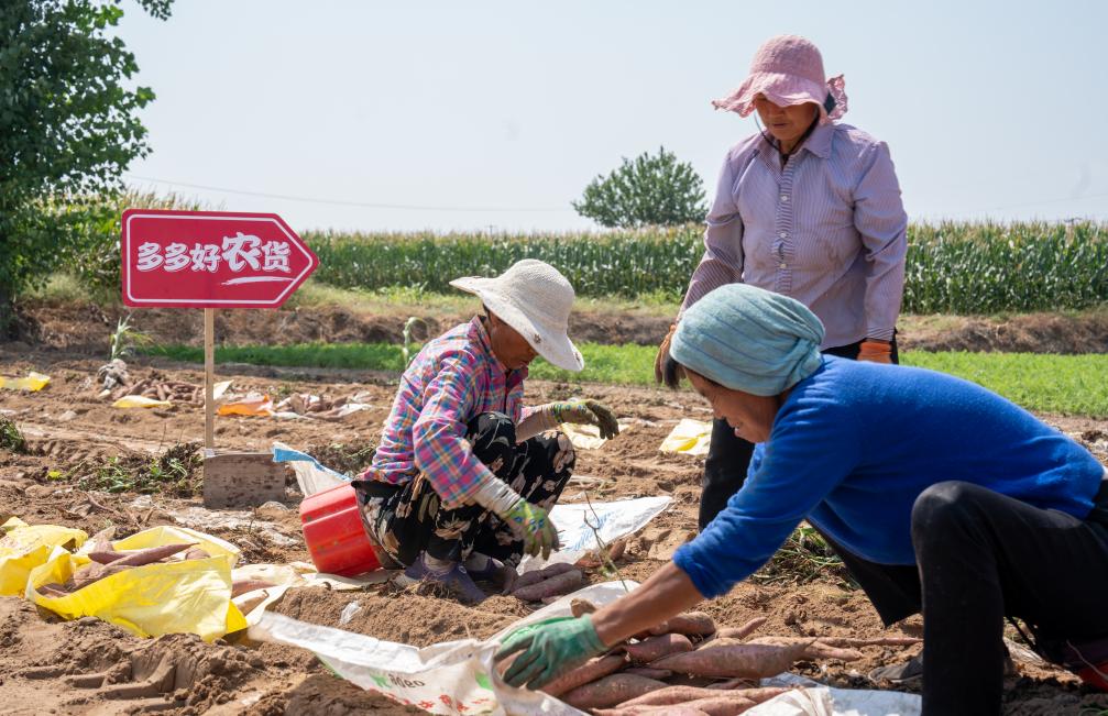 03，红薯收获季，农户们在地里收红薯