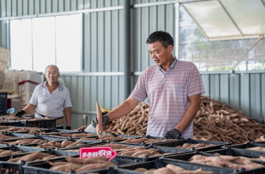 09，工人们将红薯按照品质规格进行分拣
