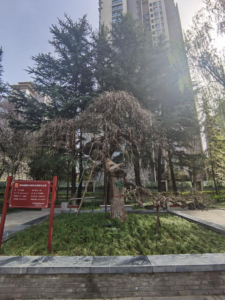 木塔寺2 龙爪槐