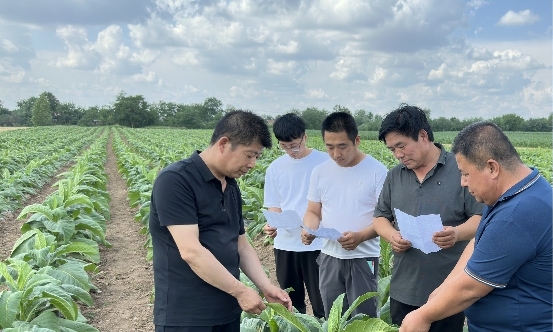 彬州市烟草专卖局（分公司）在白保村向烟农讲解大田管理技术标准，做到技术指导到田、服务跟踪到户。