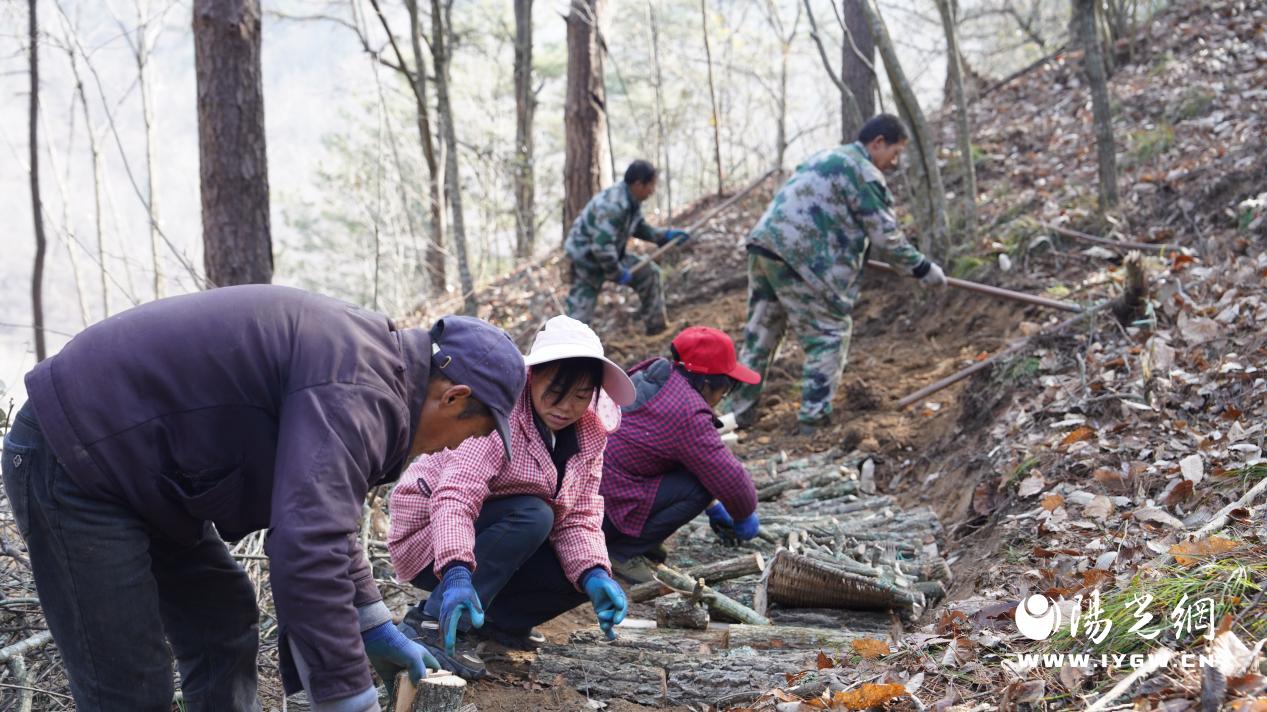 种植大户程林正带领着村民热火朝天地种植猪苓