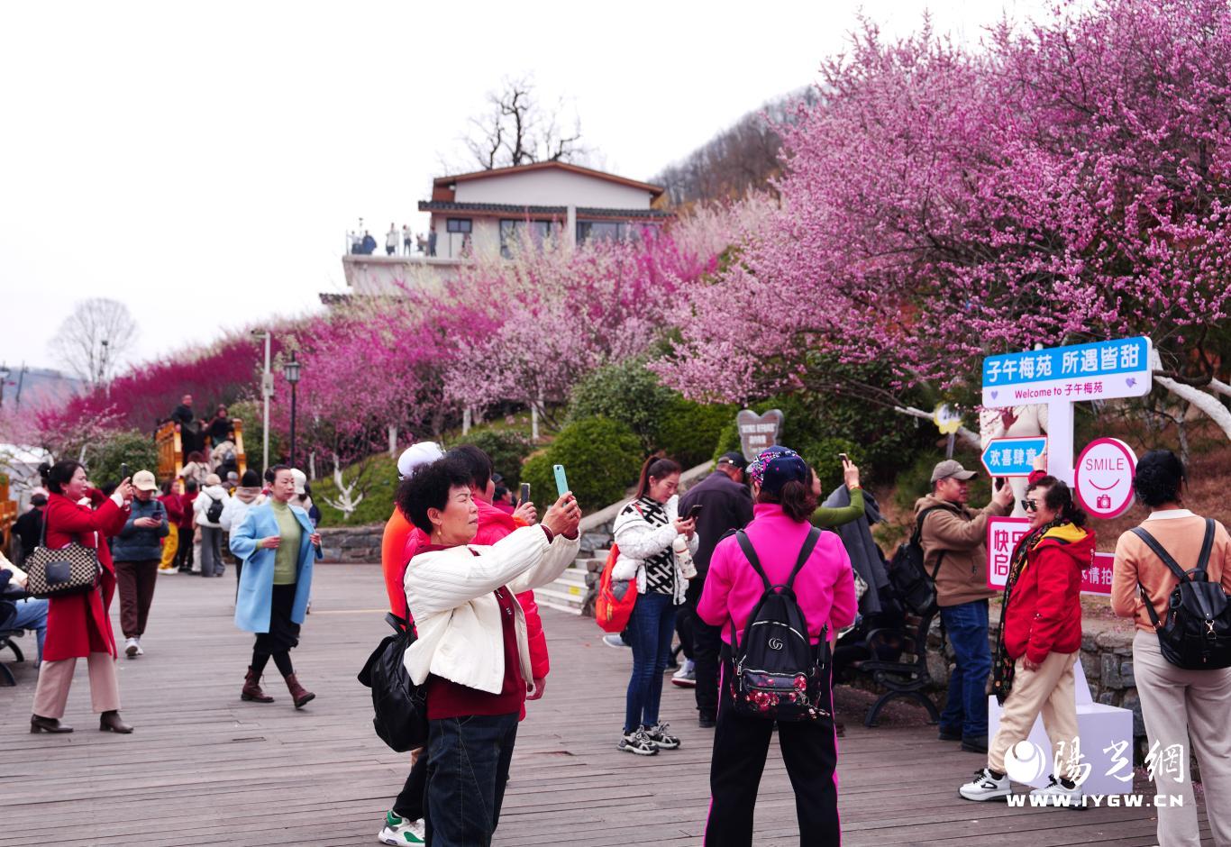 3月8日，游客纷纷在梅苑拍照打卡(杨稳 摄）