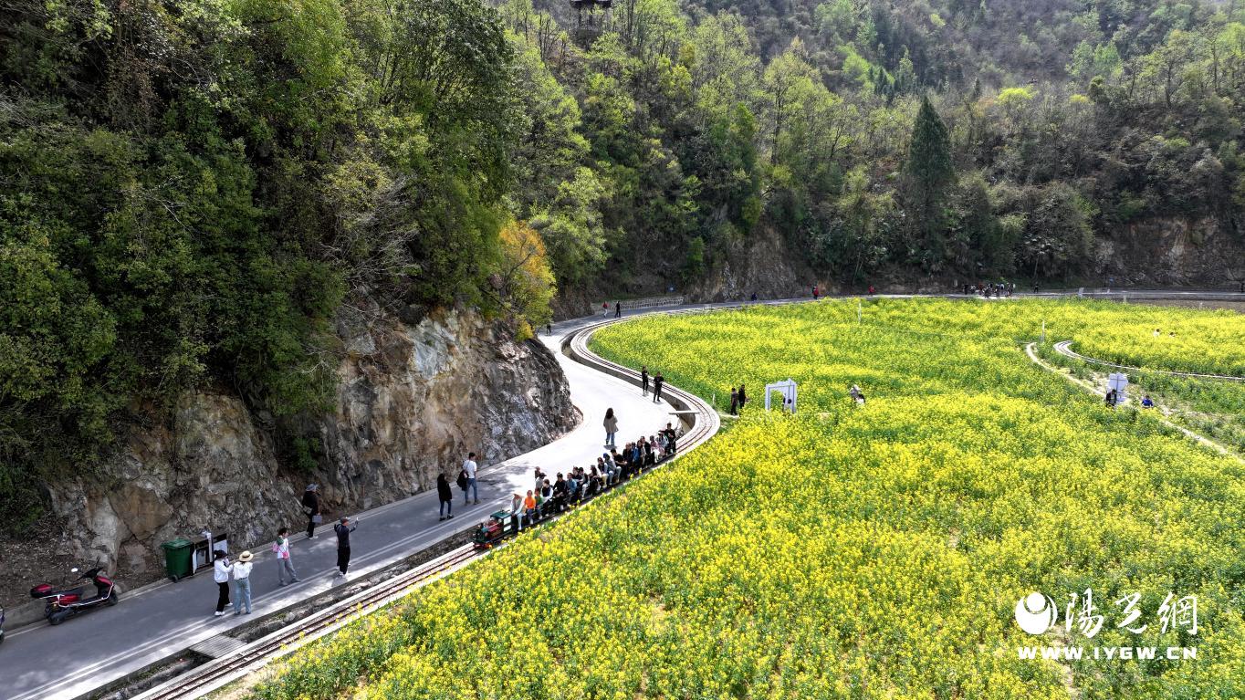 图1 游客乘坐小火车穿梭于油菜花海之中