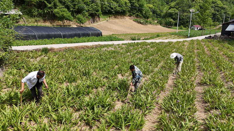 图1 宁陕县金川镇老庄村白芨种植基地里，农户们正在锄草管护