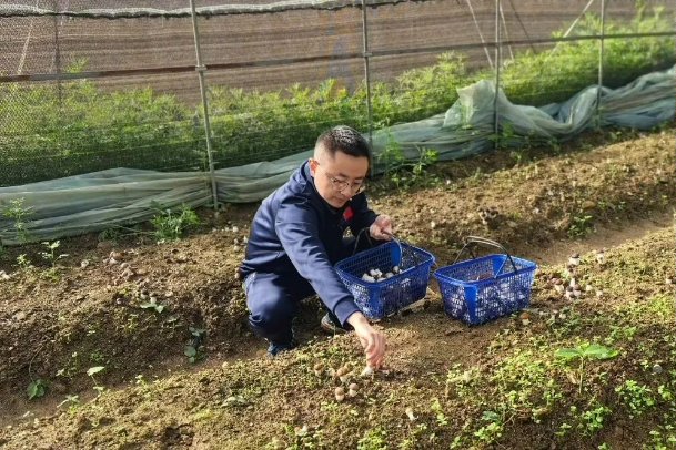 采摘赤松茸.jpg